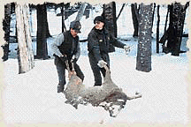 acclimation pen yellowstone national park wolves